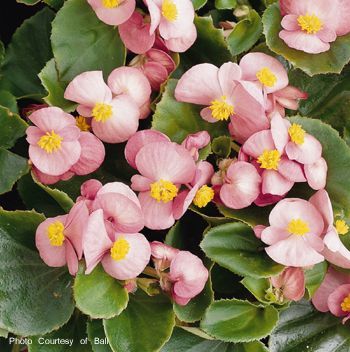 B. ‘Pink Prelude’